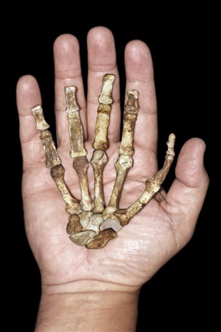This image shows the skeletal right hand of the adult female Australopithecus sediba nestled within a modern human hand. The fossil hand, lacks three wrist bones and four terminal phalanges, but is otherwise complete.